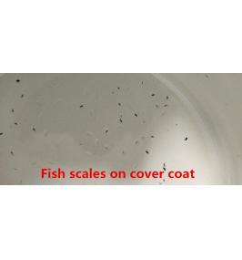 Can Covercoat Coated on Fish-scaled Groundcoat?